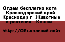 Отдам бесплатно кота - Краснодарский край, Краснодар г. Животные и растения » Кошки   